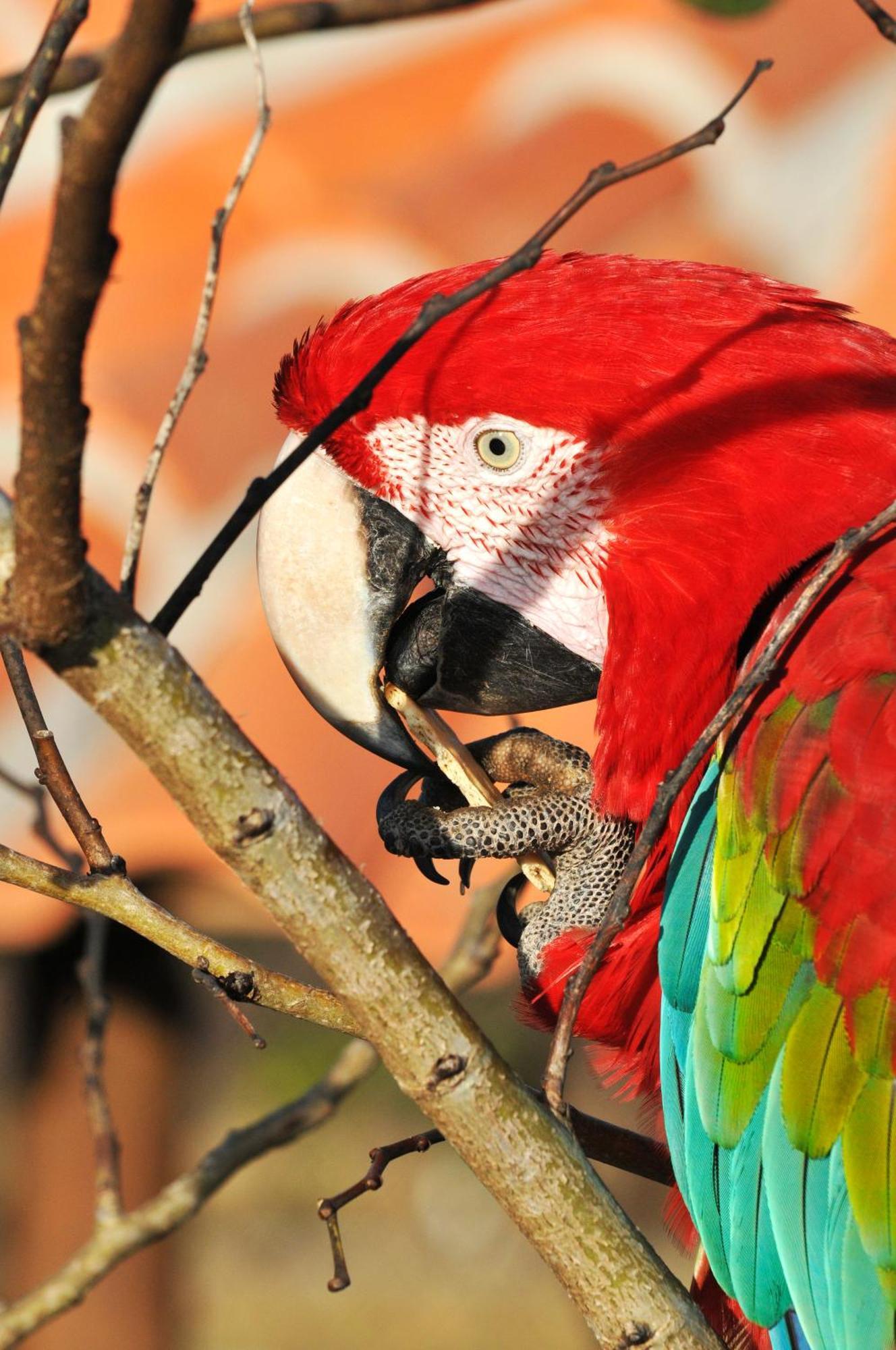 Pousada Fazenda Santa Fe Bezerros Exteriör bild